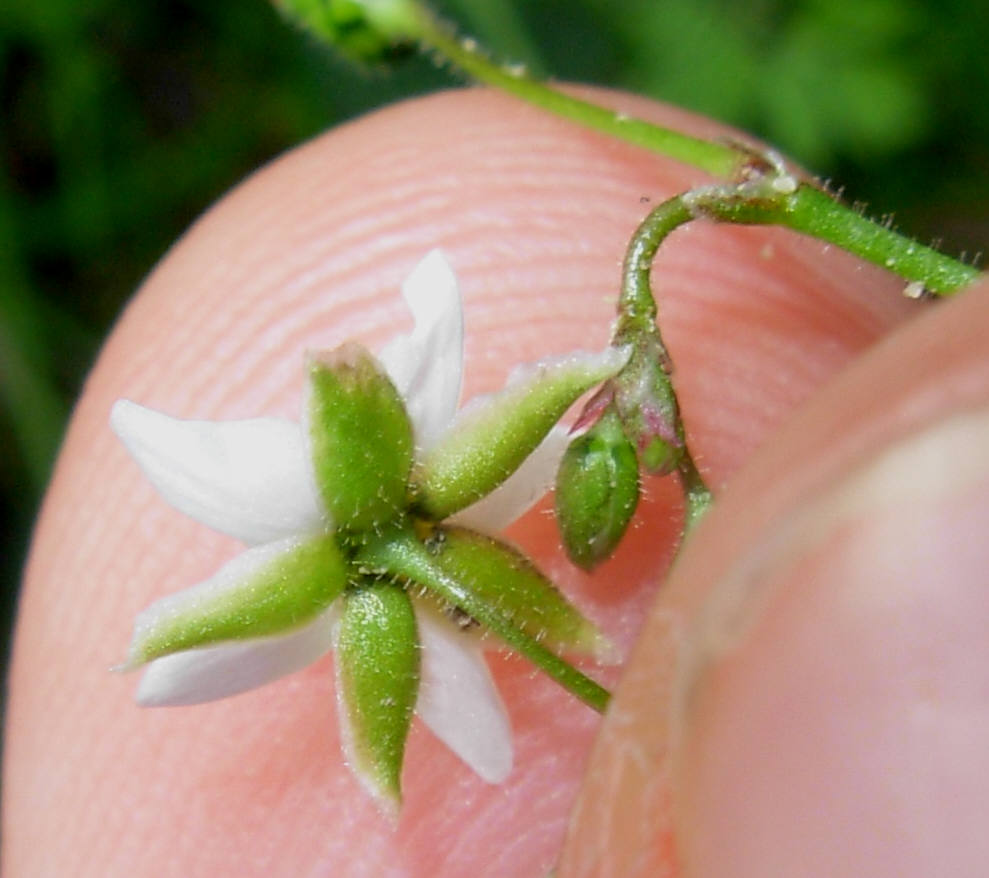 Spergula arvensis L.  / Renaiola comune